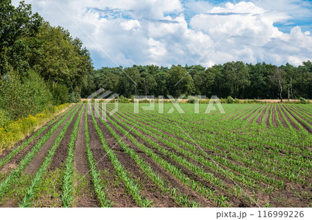 Green agriculture fields of fresh panted corn at the Groote Heide nature reserve at the Dutch Belgian border around Neerpelt, Flanders, Belgium 116999226