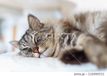 portrait sleeping fluffy gray cat portrait sleeping fluffy gray cat 116999531
