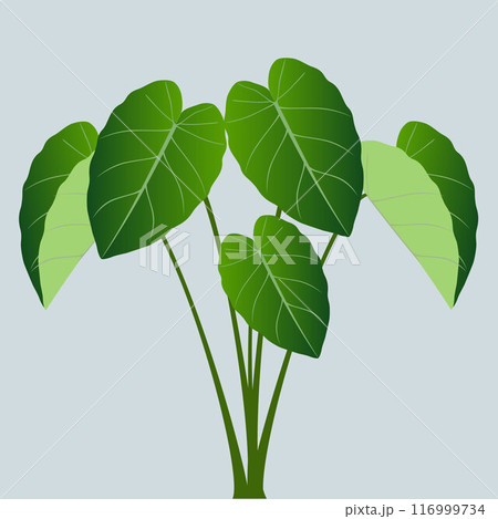 Fresh leaves of taro plant isolated on green background. Fresh leaves of taro plant isolated on green background. 116999734