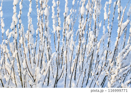 Vertical frost-covered branches of bush with snow stuck to them on winter day. Vertical frost-covered branches of bush with snow stuck to them on winter day. 116999771