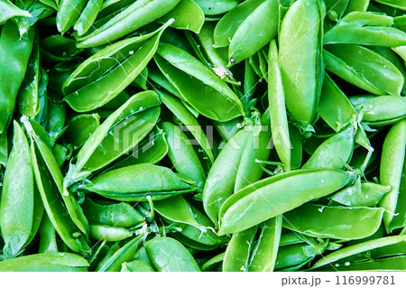 Green plant texture for background or backdrop, no peas inside seed pod, empty pea pods. Green plant texture for background or backdrop, no peas inside seed pod, empty pea pods. 116999781