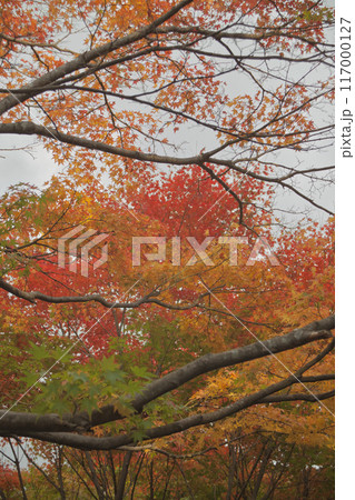 秋の紅葉 秋の紅葉 117000127