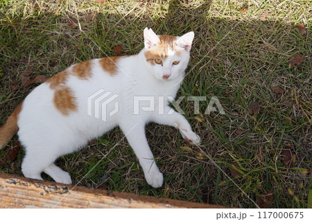 あまり遊ぶ気のないネコ 117000675