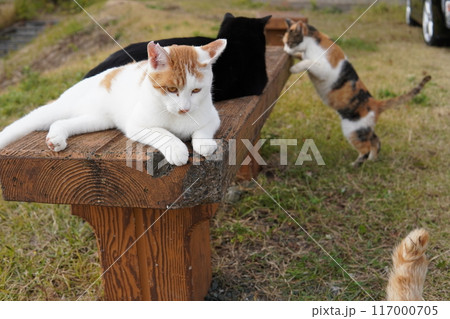 あまり遊ぶ気のないネコ 117000705