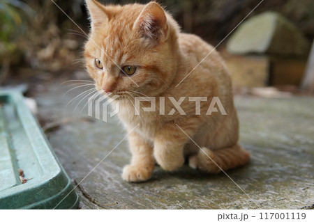 冷たい床に手を上げる可愛い子猫 117001119