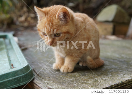 冷たい床に手を上げる可愛い子猫 冷たい床に手を上げる可愛い子猫 117001120