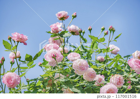 瑞々しいカラフルな満開の薔薇 瑞々しいカラフルな満開の薔薇 117001516