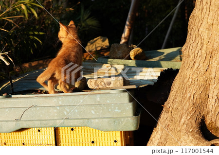 お母さんに引っ付き虫の可愛い子猫 お母さんに引っ付き虫の可愛い子猫 117001544