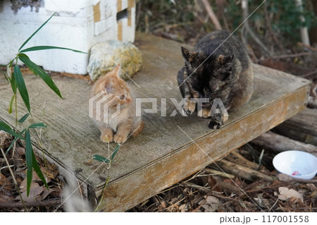 お母さんに引っ付き虫の可愛い子猫 お母さんに引っ付き虫の可愛い子猫 117001558