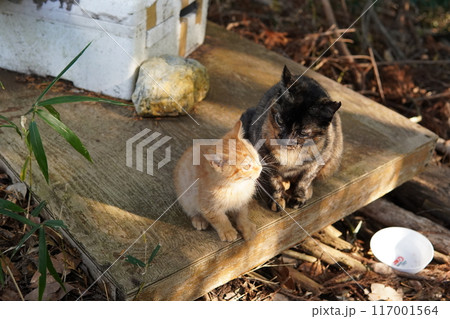 お母さんに引っ付き虫の可愛い子猫 お母さんに引っ付き虫の可愛い子猫 117001564