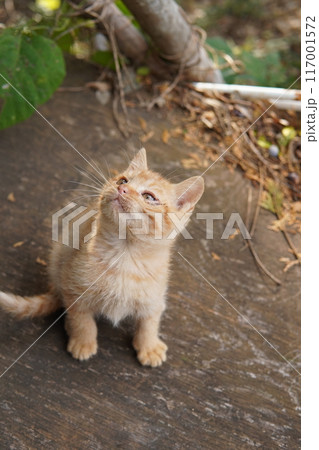 お母さんに引っ付き虫の可愛い子猫 お母さんに引っ付き虫の可愛い子猫 117001572