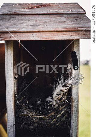Open bird house with an empty nest of feathers and straw after eggs have hatched and young have left.  117001576