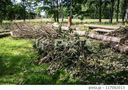 Sawed trunks and stack of branches of old trees on the ground with dry leaves Sawed trunks and stack of branches of old trees on the ground with dry leaves 117002013