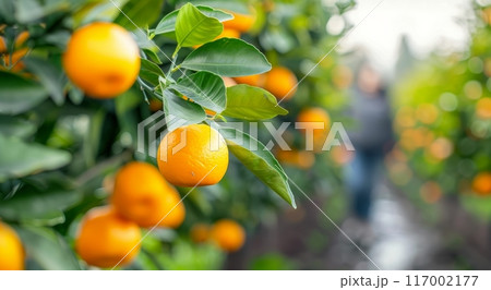 Juicy Oranges Ripening in a Vibrant Orchard at Sunrise 117002177