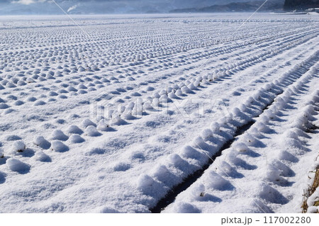 雪国の田園風景 山形県庄内 雪国の田園風景 山形県庄内 117002280