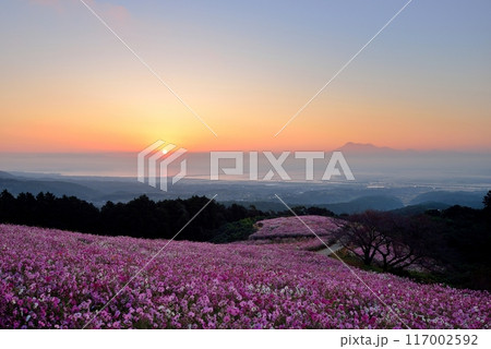 白木峰高原のコスモスと雲仙普賢岳 117002592