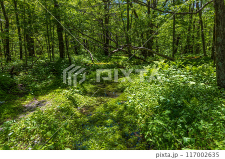 日本屈指の山岳リゾート 新緑の上高地 日本屈指の山岳リゾート 新緑の上高地 117002635