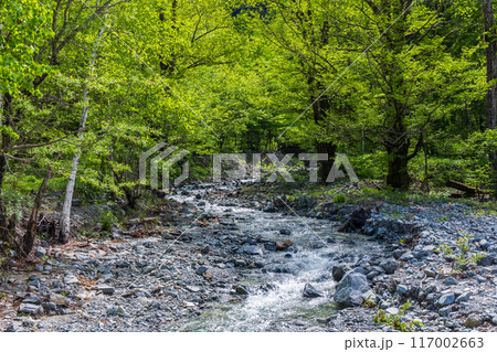 日本屈指の山岳リゾート 新緑の上高地 中千丈沢の押し出し 日本屈指の山岳リゾート 新緑の上高地 中千丈沢の押し出し 117002663