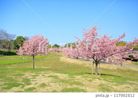 早咲き桜 カワヅザクラの花 満開 早咲き桜 カワヅザクラの花 満開 117002812