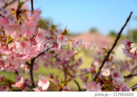 早咲き桜　カワヅザクラの花　満開 117002820