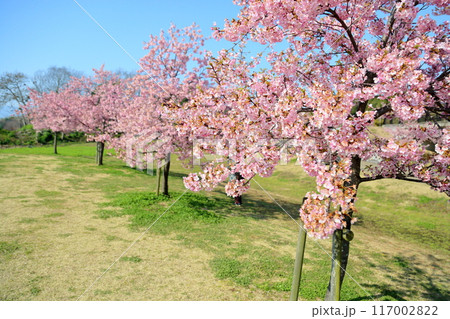 早咲き桜　カワヅザクラの花　満開 117002822