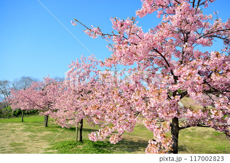 早咲き桜 カワヅザクラの花 満開 早咲き桜 カワヅザクラの花 満開 117002823