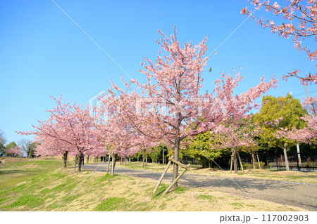 早咲き桜　カワヅザクラの花　満開 117002903