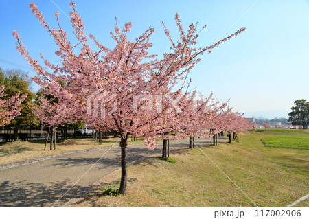 早咲き桜 カワヅザクラの花 満開 早咲き桜 カワヅザクラの花 満開 117002906