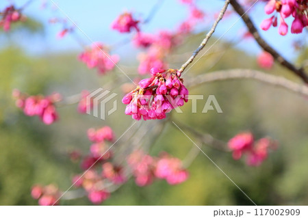 早咲き桜 カンヒザクラの花 早咲き桜 カンヒザクラの花 117002909