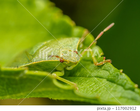 Green shield bug sitting on green leaf 117002912