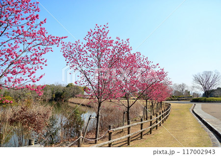 早咲き桜　カンヒザクラの花 117002943