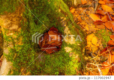 【森林素材】秋の美人林【新潟県】 117002947