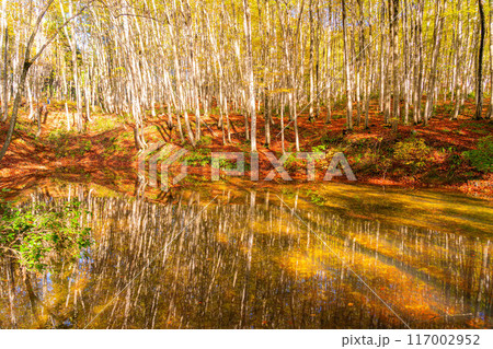 【森林素材】秋の美人林【新潟県】 117002952