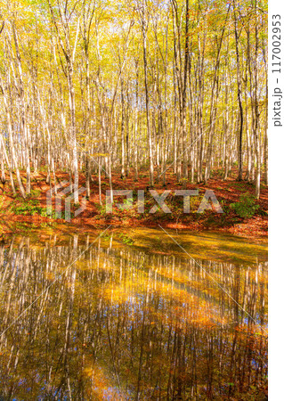 【森林素材】秋の美人林【新潟県】 【森林素材】秋の美人林【新潟県】 117002953