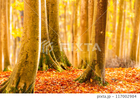【森林素材】秋の美人林【新潟県】 117002984