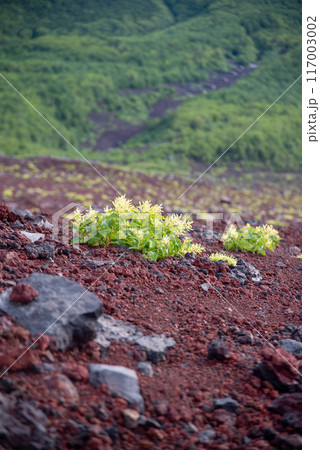 富士山斜面に自生する御蓼 富士山斜面に自生する御蓼 117003002