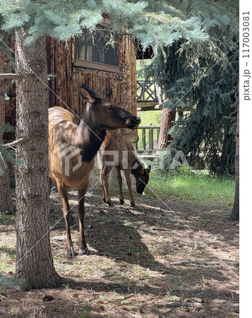 Elk(ヘラジカ)の親子 Elk(ヘラジカ)の親子 117003081