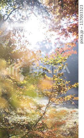 森の秋色イメージ 恩原湖周辺 森の秋色イメージ 恩原湖周辺 117003323