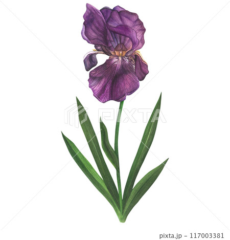 Watercolor illustration of a purple iris with leaves and stem. Isolated on a white background, hand drawn Watercolor illustration of a purple iris with leaves and stem. Isolated on a white background, hand drawn 117003381