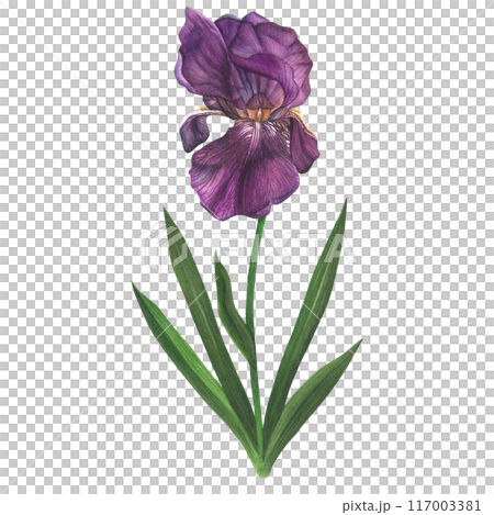 Watercolor illustration of a purple iris with leaves and stem. Isolated on a white background, hand drawn Watercolor illustration of a purple iris with leaves and stem. Isolated on a white background, hand drawn 117003381