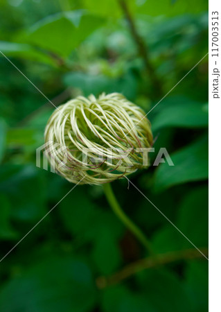 クレマチス「さぬき王妃」の花後の綿毛。クレマチスシード。花言葉は「精神の美」「甘い束縛」。 117003513