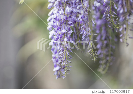 藤の花のクローズアップ 117003917