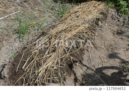 家庭菜園、ニンジンの種まき 家庭菜園、ニンジンの種まき 117004652