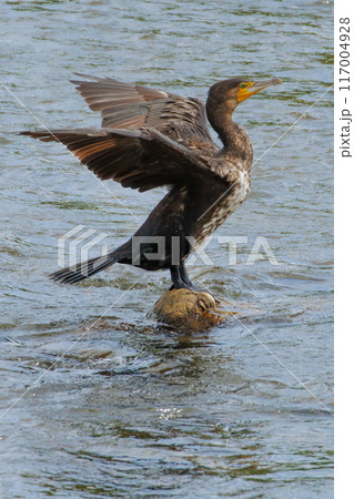 カワウ カワウ 117004928