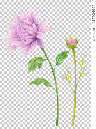 Watercolor painting of autumn flowers. 117004992