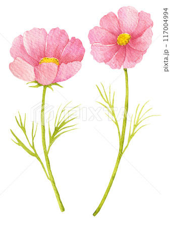 Watercolor painting of cosmos flowers. 117004994