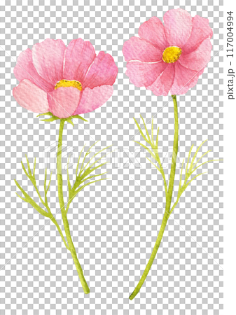 Watercolor painting of cosmos flowers. 117004994