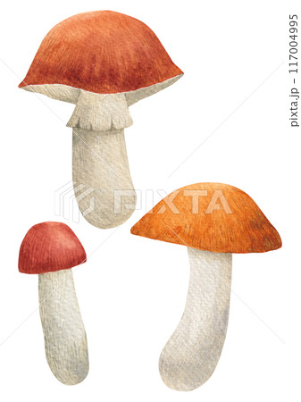 Watercolor painting of mushrooms. 117004995