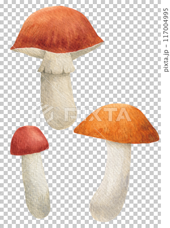 Watercolor painting of mushrooms. 117004995