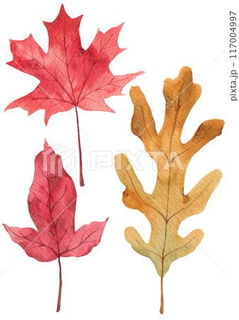 Watercolor painting of autumn leaves. 117004997